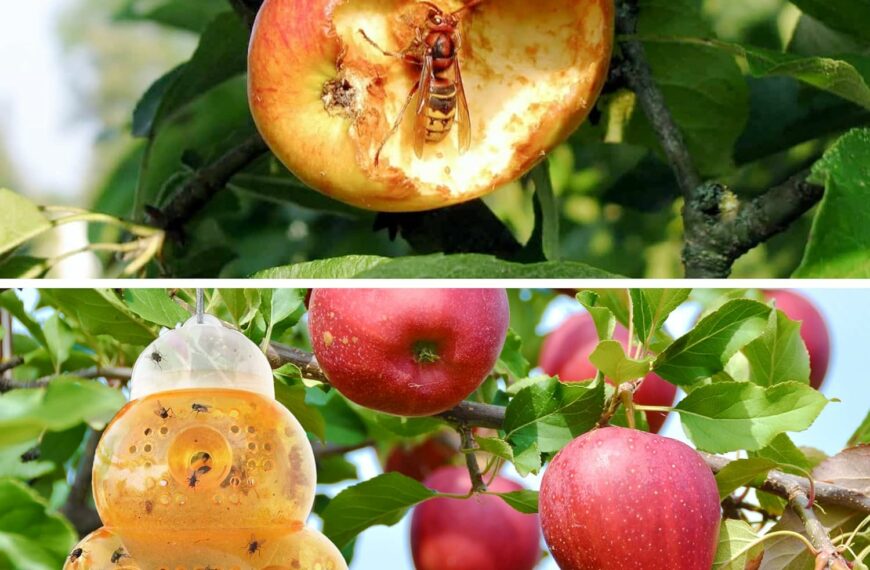 Guide d'achat - Top 3 meilleurs pièges à frelons asiatiques écologiques pour protéger votre jardin
